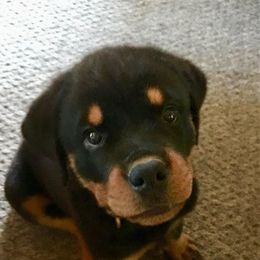 Rottweiler Puppies from Jestors Rottweilers