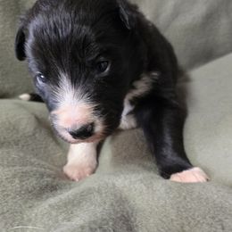 Girl 1 - Black and white Border Collie puppy in Richland, Pennsylvania from Winter Creek Border Collies
