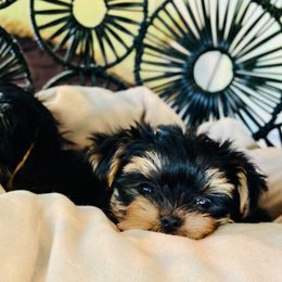 Yorkshire Terriers from O&M Voss Yorkies
