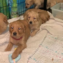 Golden Retriever Puppies from True North Golden Retrievers