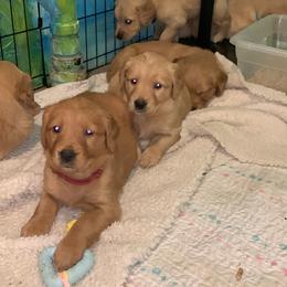 Golden Retriever Puppies from True North Golden Retrievers