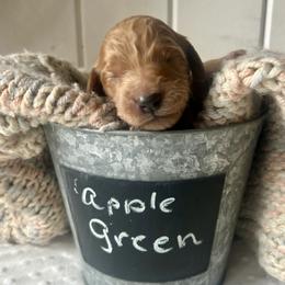 Apple Green - Apricot female Goldendoodle puppy in Grand Blanc, Michigan from Perry Farm Doodles