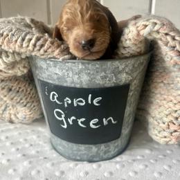 Apple Green - Apricot female Goldendoodle puppy in Grand Blanc, Michigan from Perry Farm Doodles