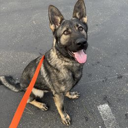 Arrax - German Shepherd