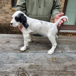 Puppy 6 left ear black - White male Llewellin Setter puppy in North Dinwiddie, Virginia from Pups Furever