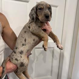 Jay Gatsby - Merle male Great Dane puppy in Florida from Beachside Kennels