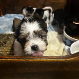 Adam - Parti male Yorkshire Terrier puppy in Cheektowaga, New York from Renee’s Pawfectly Pampered Yorkies