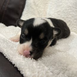 Girl 3 - White and black Pembroke Welsh Corgi puppy in Dugspur, Virginia from Camelot Corgis