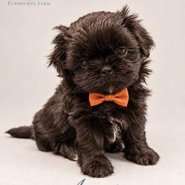 August 'Auggie' - Black male Shih Tzu puppy in Montgomery, Texas from Furbourne Farm