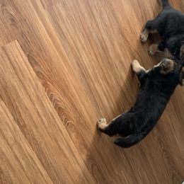 German Shepherd Puppies from Klein Bauernhof German Shepherds