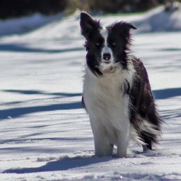 Solo - Border Collie