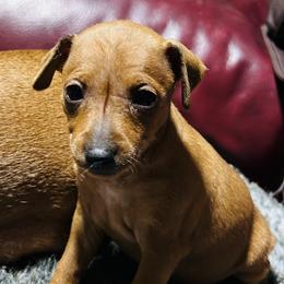 Girl 1 - Stag red female Miniature Pinscher puppy in Humboldt, Arizona from Nizhoni Miniature Pinschers of ARIZONA