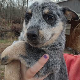 Boy 3 - Blue male Australian Cattle Dog puppy in Bradford, Arkansas from Cedar Rock Heelers and Kelpies