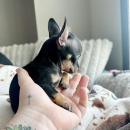 Tiny Diva - Black and tan female Chihuahua puppy in Alvord, Texas from Gift of Gods Favor