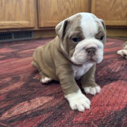 Bulldog Puppies from Snuggle Pups