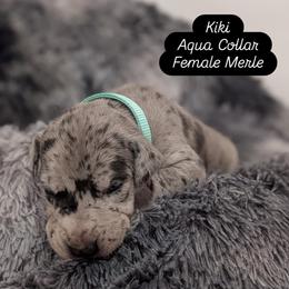 Kiki - Merle female Great Dane puppy in Brooksville, Florida from Follow My Lead Great Danes