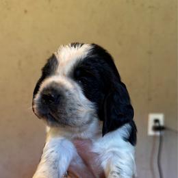 Gray Collar Boy - Black and white male English Springer Spaniel puppy in Collins, Georgia from English Springer Spaniels at Lands Lodge