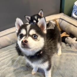 Aurora - Black and white female Pomsky puppy in Valparaiso, Indiana from Valparaiso Pomskys