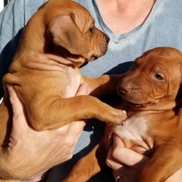 Rhodesian Ridgeback Puppies from Willowist Rhodesian Ridgebacks