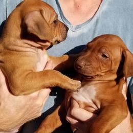 Rhodesian Ridgeback Puppies from Willowist Rhodesian Ridgebacks