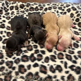 Dachshund puppies from Hilltop Kennel LLC