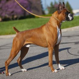 Boxer All Grown Up from Lando Boxers
