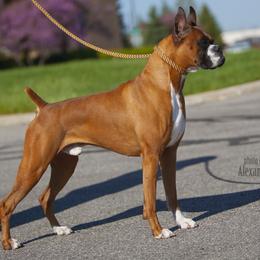 Boxer All Grown Up from Lando Boxers