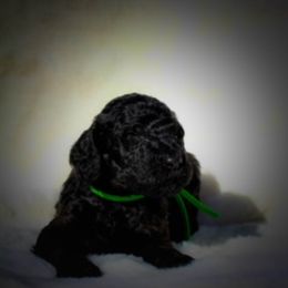 Labradoodle Puppies from Big River Doodles