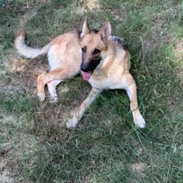 Australian Shepherd and German Shepherd All Grown Up from Bigler Ranch Shepherds