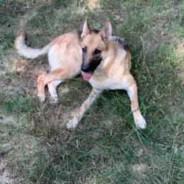 Australian Shepherd and German Shepherd All Grown Up from Bigler Ranch Shepherds