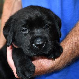 "Pink Girl" Labrador Retriever Puppies from Winterstrom Labradors