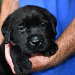 "Pink Girl" Labrador Retriever Puppies from Winterstrom Labradors