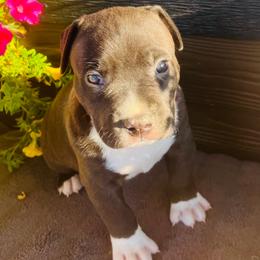 Boy 1 - Brown brindle male American Pit Bull Terrier puppy in Tenino, Washington from West Winds American Pit Bull Terriers