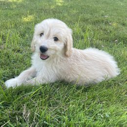 Rose - Cream female Goldendoodle puppy in Rochester, New York from Kindred Goldendoodles