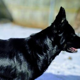 Olga - German Shepherd