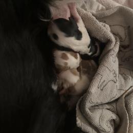 Girl 1 - female Cavalier King Charles Spaniel puppy in Las Vegas, Nevada from Heaven Sent Cavaliers