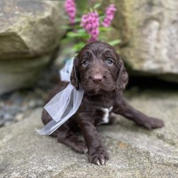 Kahlua - Brown female Springerdoodle puppy in Lisbon, Ohio from Willow Lane Doodles