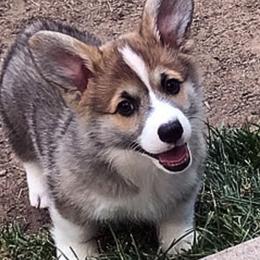 Pembroke Welsh Corgis from Cefin Corgis