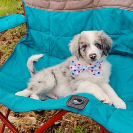 Ethan - Blue merle male Aussiedoodle puppy in Peyton, Colorado from Colorful Colorado Aussiedoodles