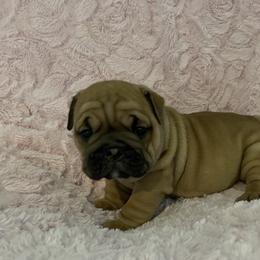 Bulldog Puppies from Semper Fi Bulldogs