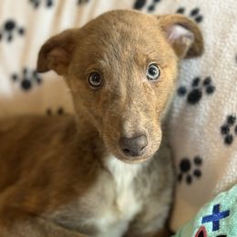Baron - Blue brindle male Greyhound puppy in Florida from Running to Stand Still (RTSS)