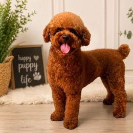 Wasabi - Red male Maltipoo puppy in San Diego, California from Maltipoos SD