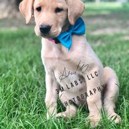 Labrador Retriever Puppies from 3M Labrador Retrievers, LLC