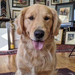Vixen - Golden Retriever