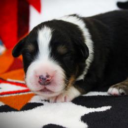 Gunner - Black tri male Miniature Australian Shepherd puppy in Menomonee Falls, Wisconsin from Hunt N Oaks