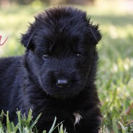 Athena - Black female German Shepherd puppy in Canton, Texas from WILDWOOD GERMAN SHEPHERDS
