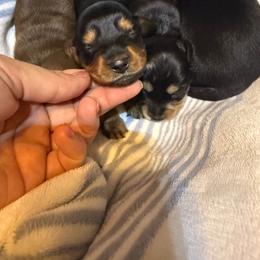 Black and tan LH female - ready end of Oct - Black and tan female Dachshund puppy in Manteca, California from Sweet and Low Dachshunds