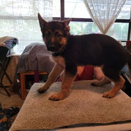 German Shepherd Puppies from Vom Legend Land
