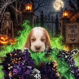 MC 48 - Red and white male Basset Hound puppy in Conway, Missouri from Ozark Mountain Kennel