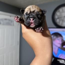 Aspen - Fawn and white female French Bulldog puppy in Louisville, Kentucky from Nelson’s Fancy Frenchies and Bulldogs